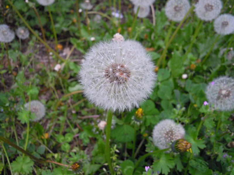 Asteracea da determinare